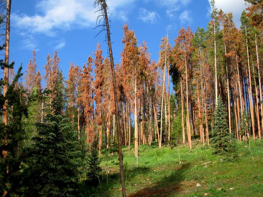جنگل های بکر بومی ، مقادیر فراوانی کربن، جذب می کنند و میزان جذب کربن در آن ها بیشتر از جنگل های معتدل و گرمسیری، بر آورد شده است