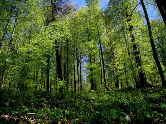 حفظ جنگلها در مازندران اولویت طرح مازندران پاک