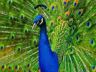 سود پرورش طاووس