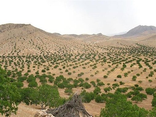 افزودن ۱۰۰۰ هکتار جنگل در همدان