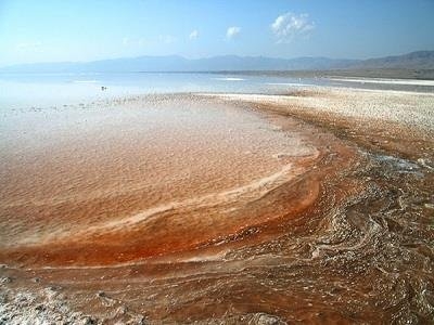 شناسایی چندین سویه و گونه جلبک تک سلولی در دریاچه ارومیه 