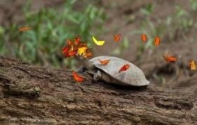 بوسه پروانه‌ها بر اشک لاک‌پشت‌ها