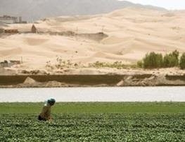 چینی‎ها در کمتر از ۱۰ سال، بیابانی را گلستان کردند 