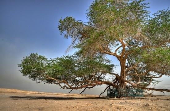 درختی با نام درخت زندگی در بحرین (عکس)