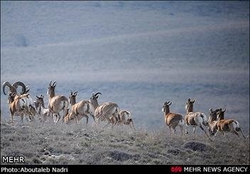  محیط زیست گلستان درحال تحلیل رفتن است 