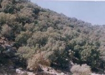 نسخه ای برای نجات منابع طبیعی 