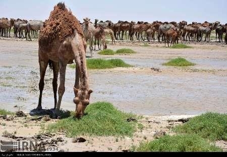 شترها دریاچه هامون را تخریب کردند