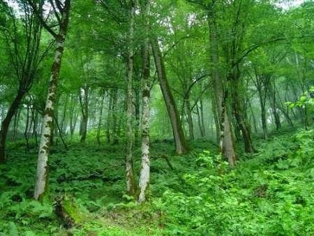 ریه های تنفسی مردم ایران در حال تخریب است