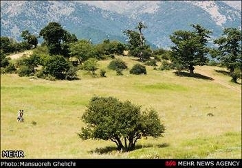 از احداث جاده در جنگل ابر جلوگیری می شود