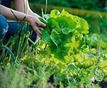 رشد گیاهان خوراکی تحت‌تاثیر مواد شیمیایی رهاشده در محیط زیست