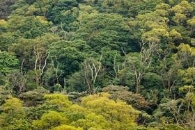 جنگل‌های استوایی چه تاثیری بر کاهش گرمای جهان دارند