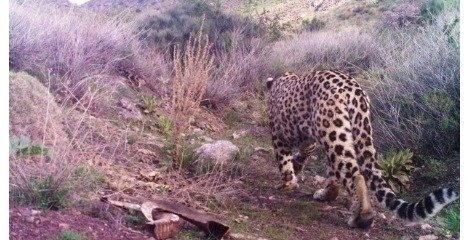 مدل ریاضی جدید حفاظتی برای پلنگ به نام ایران ثبت می‌شود