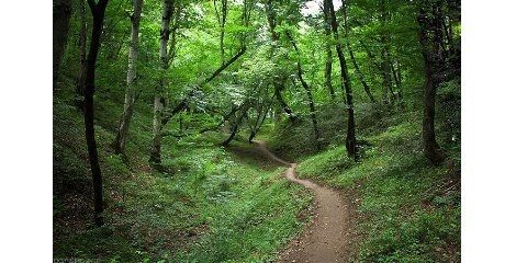 ضرورت توجه به ابعاد مختلف برای واگذاری مناطق جنگلی