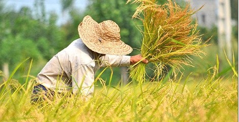 مصوبه جلوگیری از تغییر کاربری اراضی کشاورزی ابلاغ شد