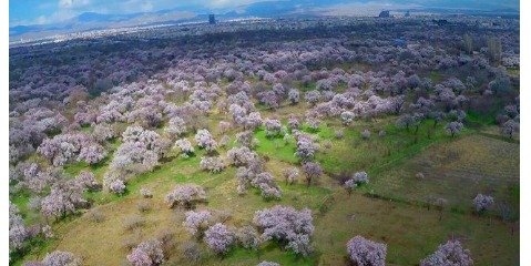 ایجاد انگیزه مالی برای مالکان باغات سنتی قزوین