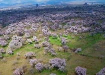 ایجاد انگیزه مالی برای مالکان باغات سنتی قزوین