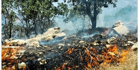 پایان آتش‌سوزی در جنگل‎های آمل با بارش باران