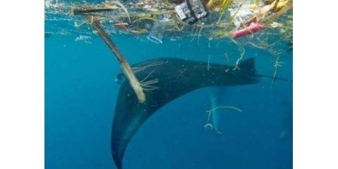 پلاستیک و مشتقات آن تهدیدی جدی برای زمین به شمار می‌آید