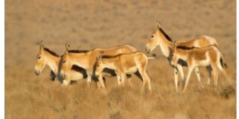 بی‌تدبیری و ناآگاهی مرگ وحوش ایران را رقم زد