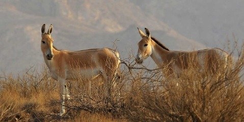 تکذیب فرار گورخرها|۱۰ گورخر دیگر به پارک ملی کویر می‌ روند