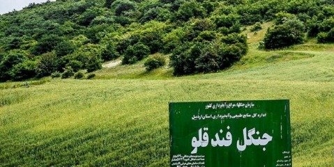 جنگل فندقلو احیا می‌شود