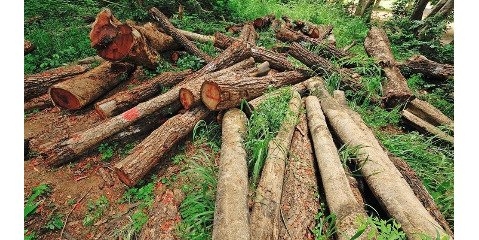  ۶ زن به اتهام قاچاق چوب در مازندران دستگیر شدند