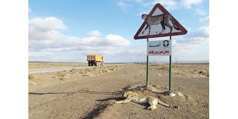 نقش جاده ها در کاهش چشمگیر جمعیت حیات وحش 