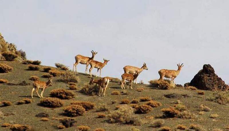 برنامه سازمان محیطزیست برای جبران کمبود محیطبان با فناوریهای نوین و دوربینهای هوشمند برنامه سازمان محیطزیست برای جبران کمبود محیطبان با فناوریهای نوین و دوربینهای هوشمند